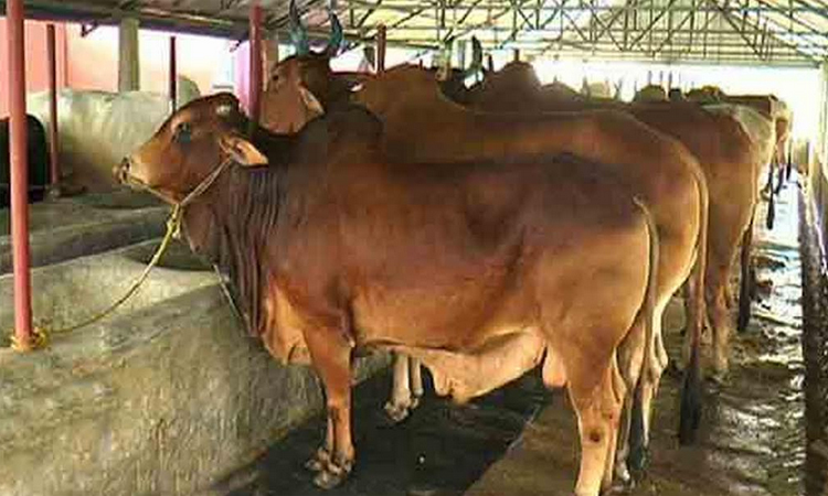 Rajshahi farmers busy fattening cattle for Eid-ul-Azha