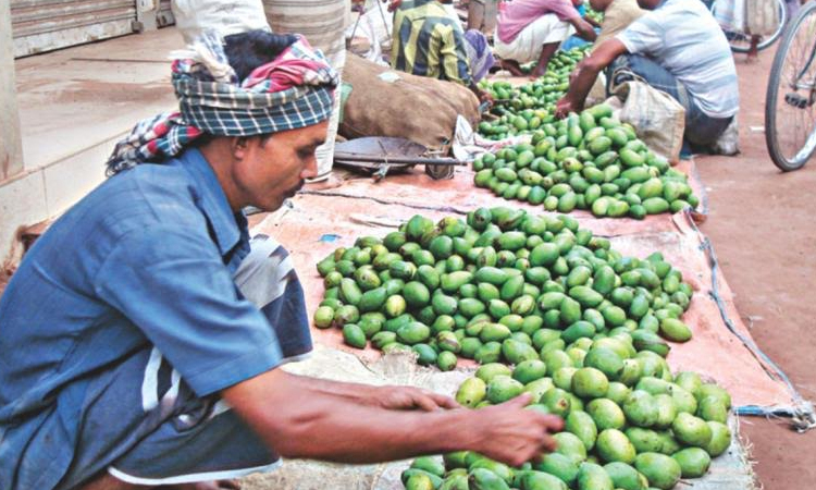 Heatwave triggers early mango drop in Rajshahi