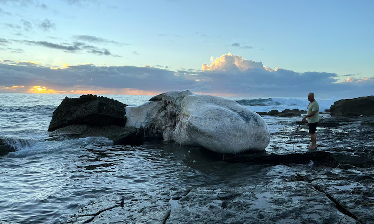 Australian beaches close as sharks feed on whale carcass