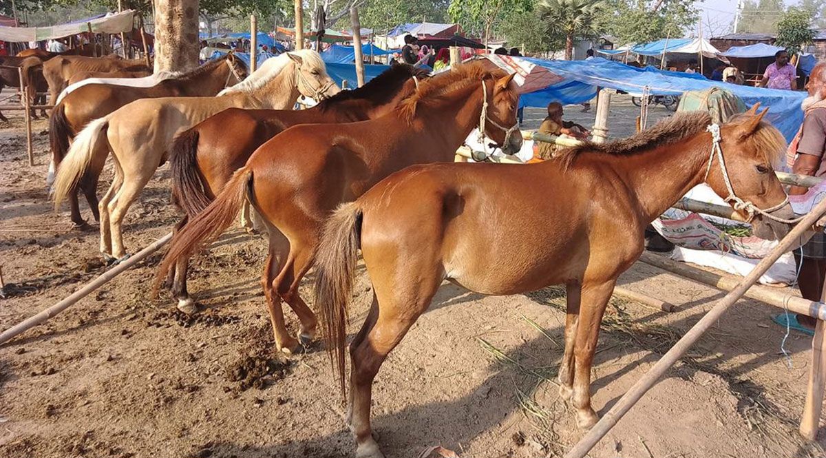 15 day horse fair begins in Dinajpur