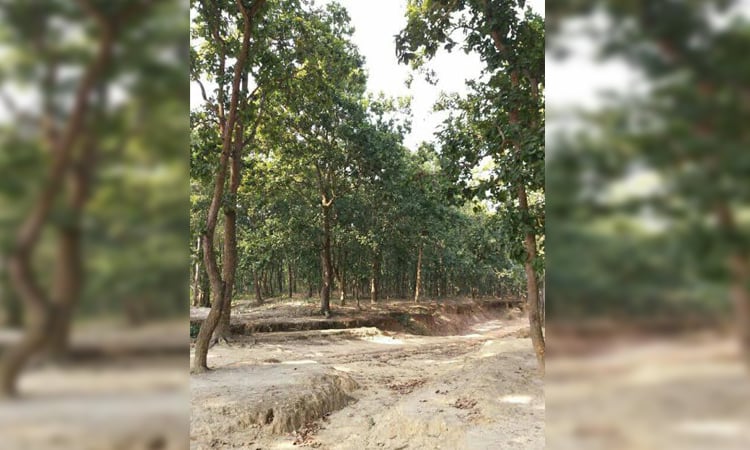 Barind region turns into landscape of greenery