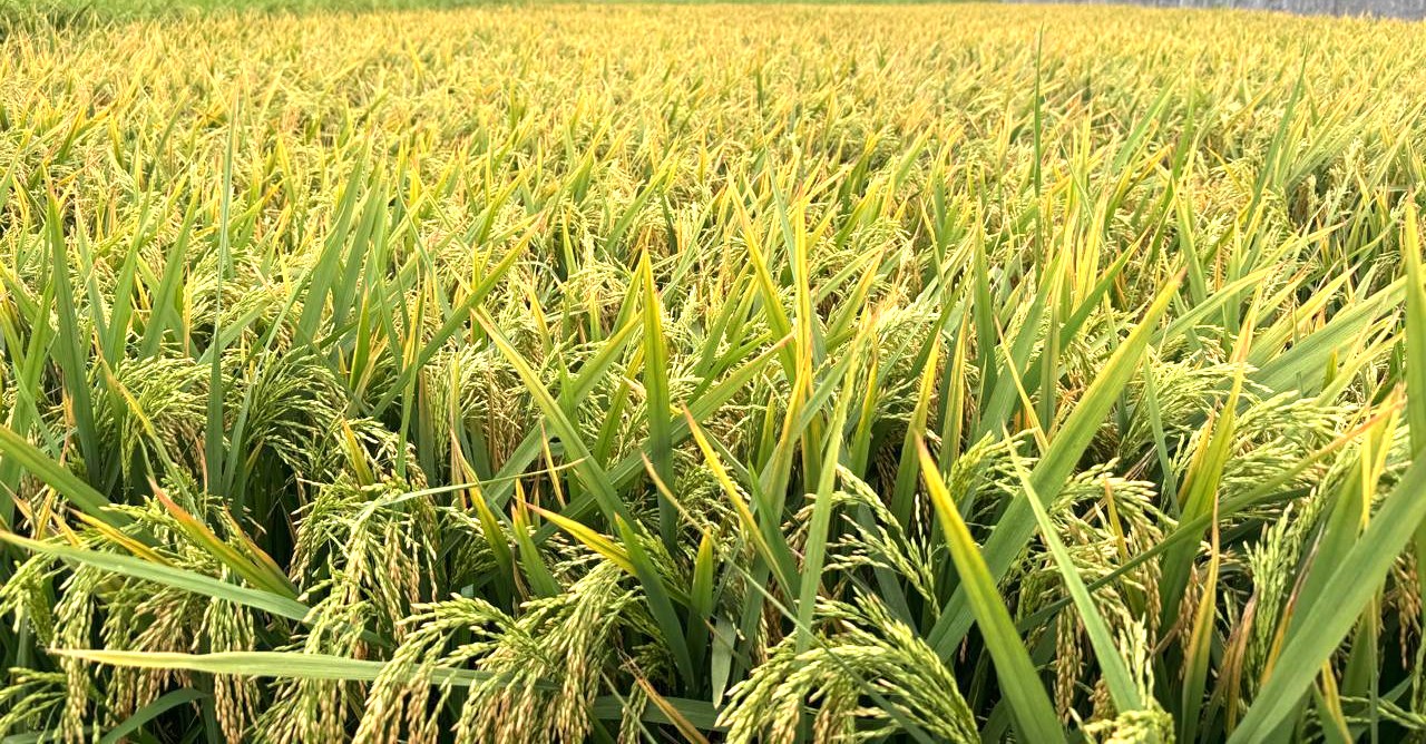 ‘Ufshi rice’ raises hopes among farmers in Gopalganj