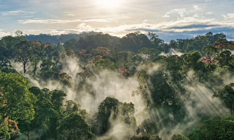 Tropical forest loss eased in 2025 after record year: researchers