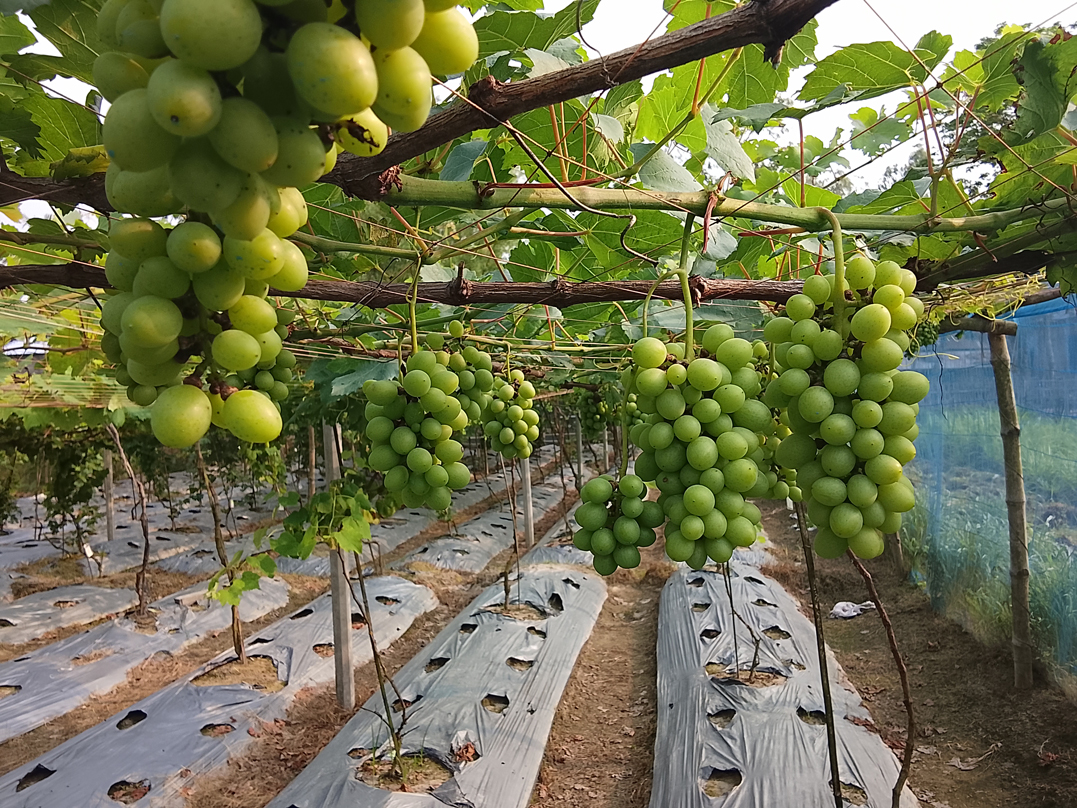 Grape farming boosts rural economy in Pirganj