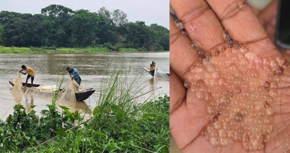 Indigenous fishes release sample eggs in Halda  