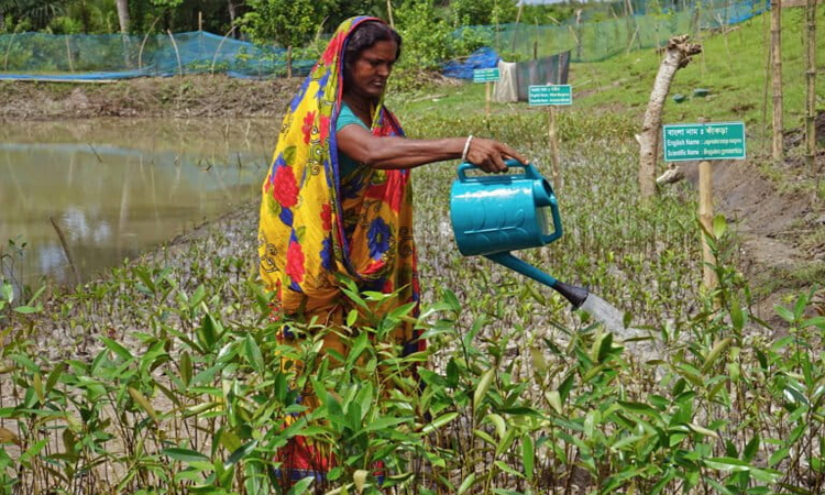 Women boost incomes through riverbank mangrove nurseries