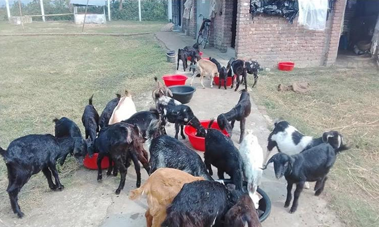 Goat rearing gains momentum in Rajshahi ahead of Eid-ul-Azha