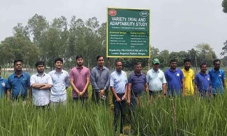 Experimental success in Basmati paddy cultivation in Dinajpur