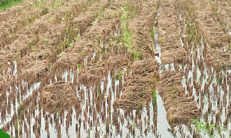 7,300 hectares of Boro submerged in Bagerhat, farmers face heavy losses