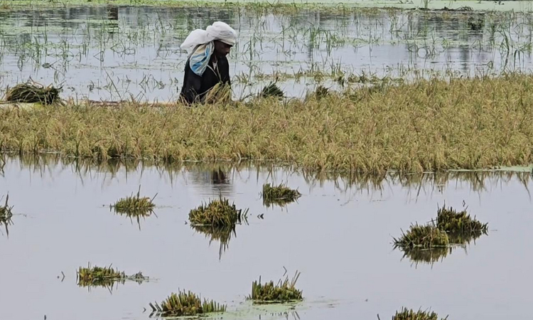 River water rises in Kishoreganj, haor crops face threat
