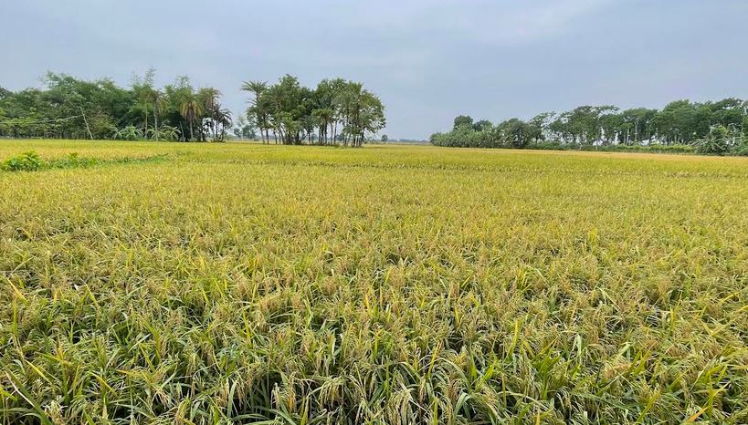 Jhenaidah farmers fear damage of Boro paddy due to storm and rain