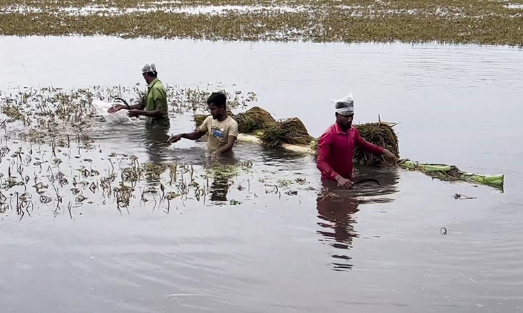 Ripe paddy fields in many parts of the haor area have also been submerged in water. Photo: BSS