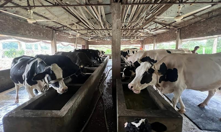 Surplus of sacrificial animals expected in Patuakhali 