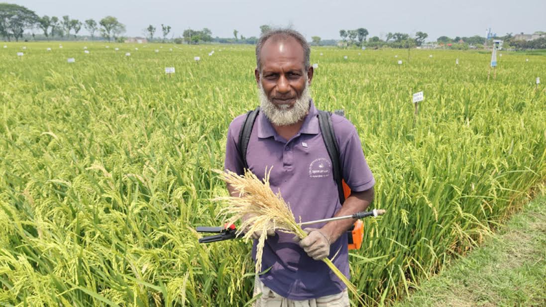 Paddy straw brings new hope for Rajshahi farmers