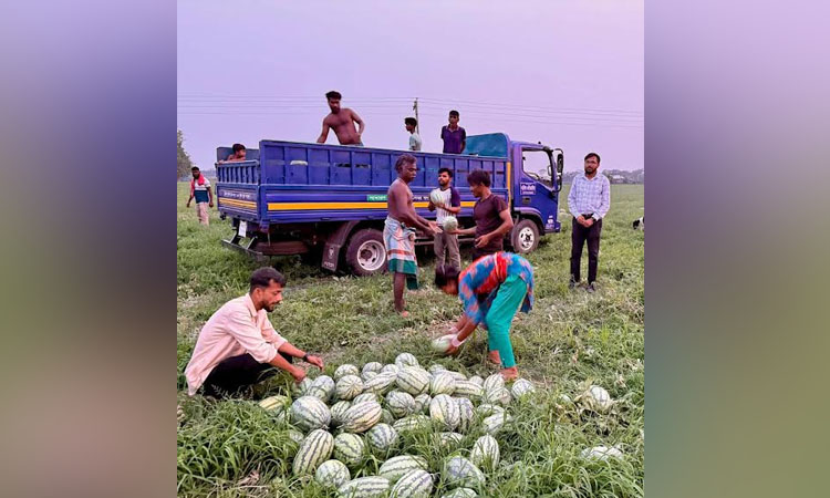 Khulna watermelon growers eye worthwhile profit as harvest nears completion