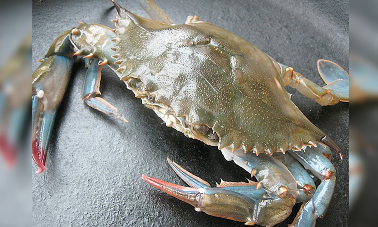 Rising global demand boosts Satkhira’s crab exports