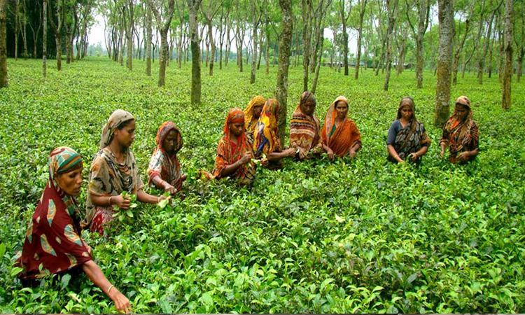 National Tea Day to be observed on May 21 instead of June 4 