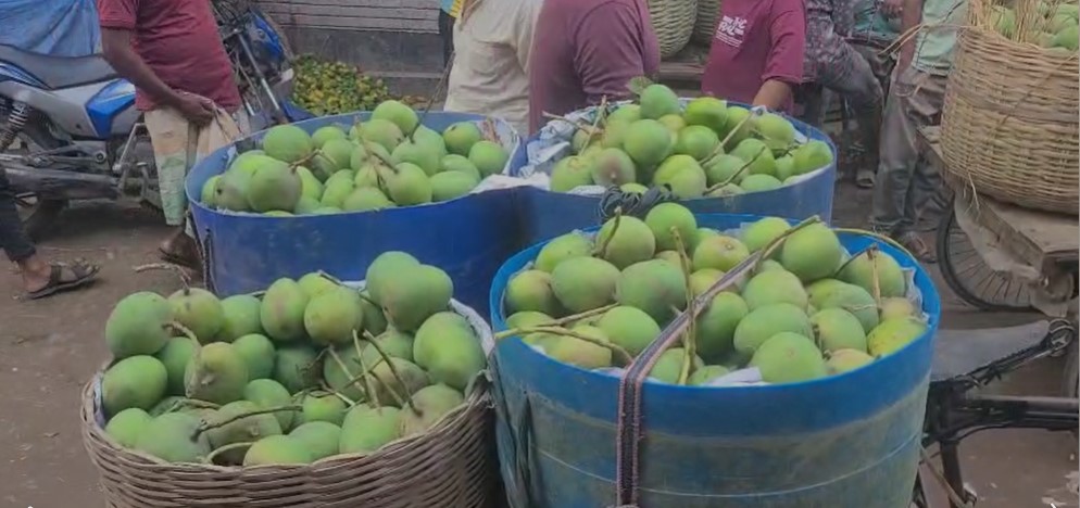 100 tonnes of Satkhira mangoes to be exported this year