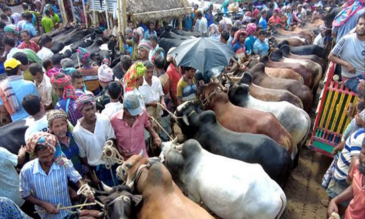 Rajshahi sees surplus of nearly 1 lakh sacrificial animals 