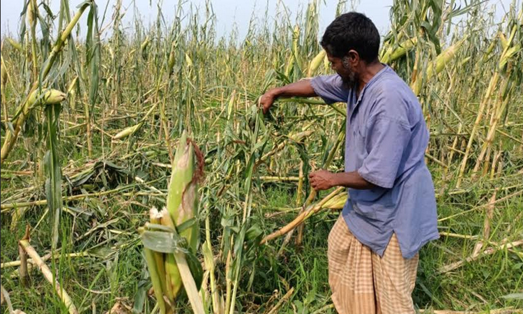 Storm damages crops on 2,131 hectares in northern region