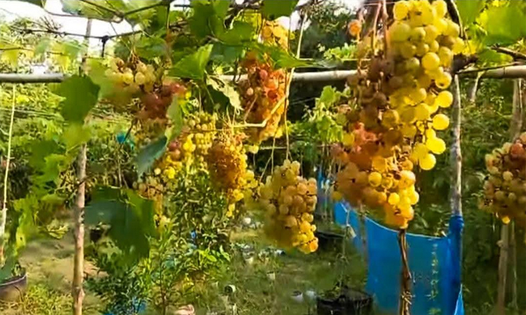 Tayebur's grape farming sets unique example in Paikgachha