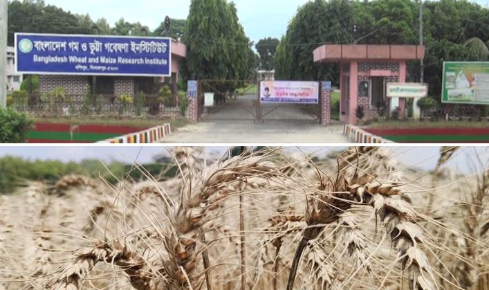 BWMRI unveils five new wheat varieties this season  