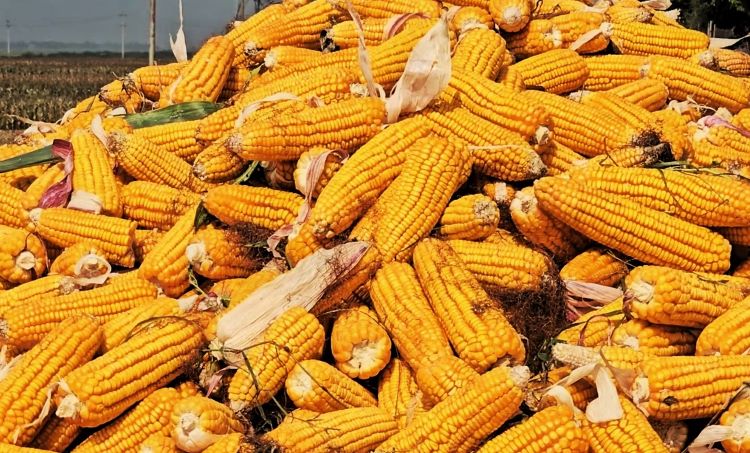 Corn gaining prominence as cash crop in Lalmonirhat