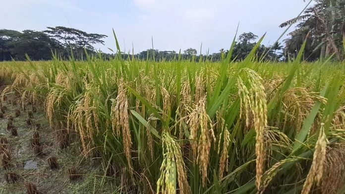 Boro production sees bumper yield under two irrigation projects in Chandpur