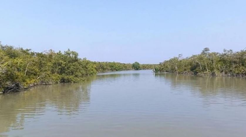 Honey collector injured in tiger attack in the Sundarbans