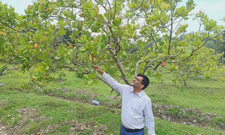 Kaptai Raikhali Agri Center achieves success in cashew cultivation
