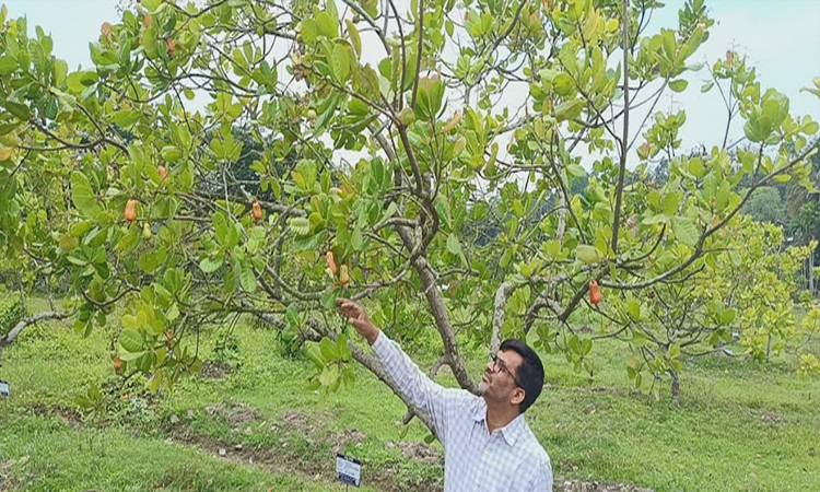 Kaptai Raikhali Agri Center achieves success in cashew cultivation