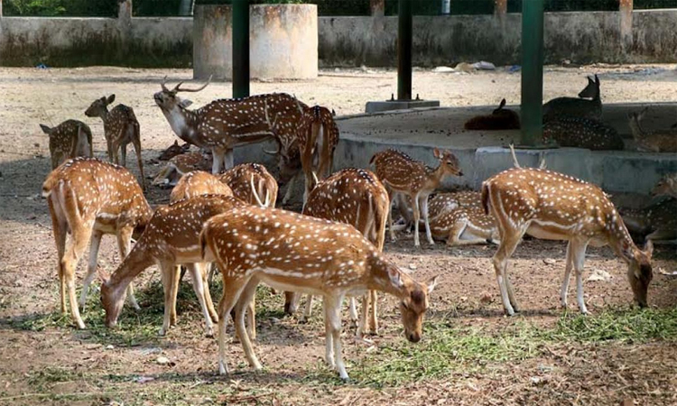Rajshahi Botanical Garden likely to become 'Rajshahi Bird Park'