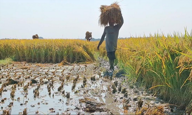 Continuous rain submerges ripe paddy in Jhenaidah