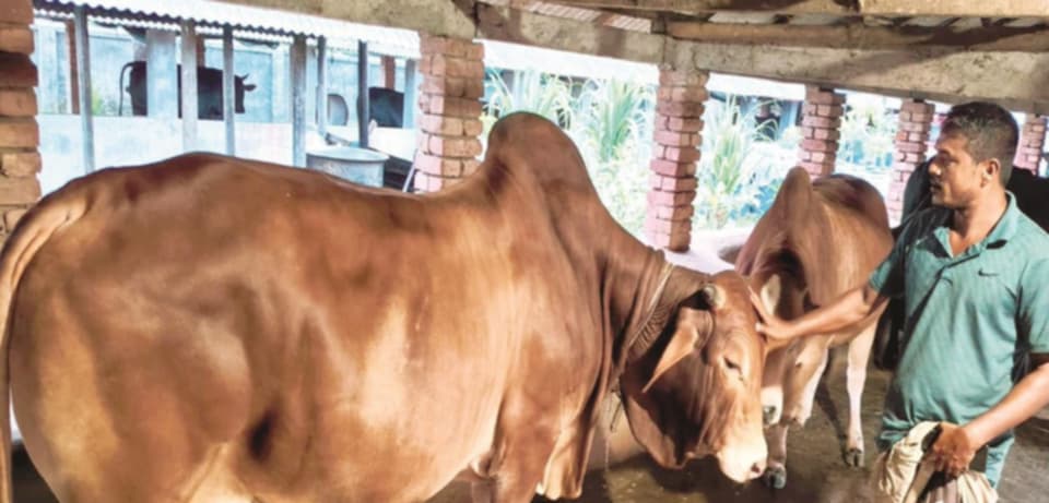 Khulna farm introduces live-weight cattle sales 
