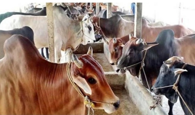 Over 1 lakh cattle ready for Qurbani in Bhola