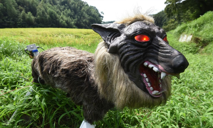Japan 'robot wolves' in high demand to scare off bears