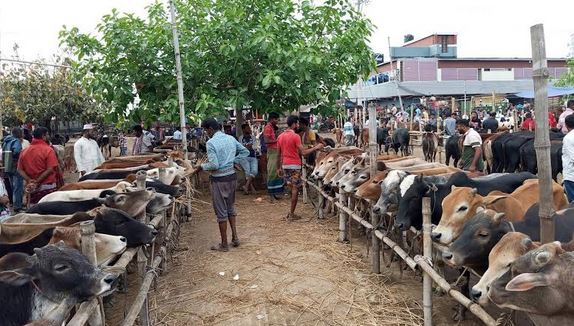 170 cattle markets to be set up in Khulna division
