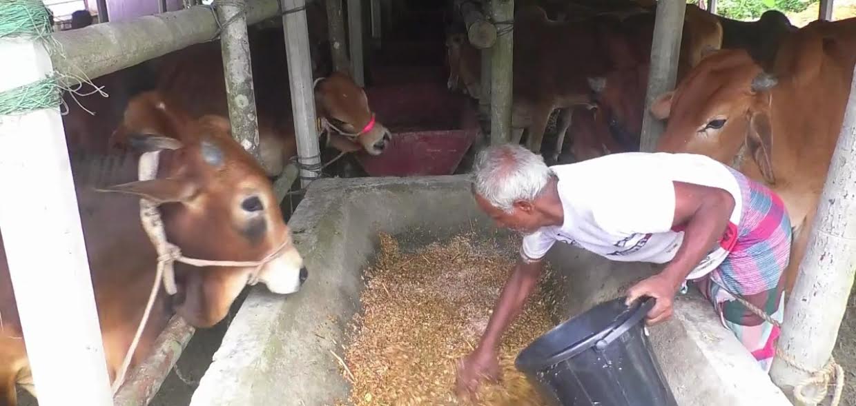 Livestock supply exceeds demand in Lakshmipur ahead of Eid