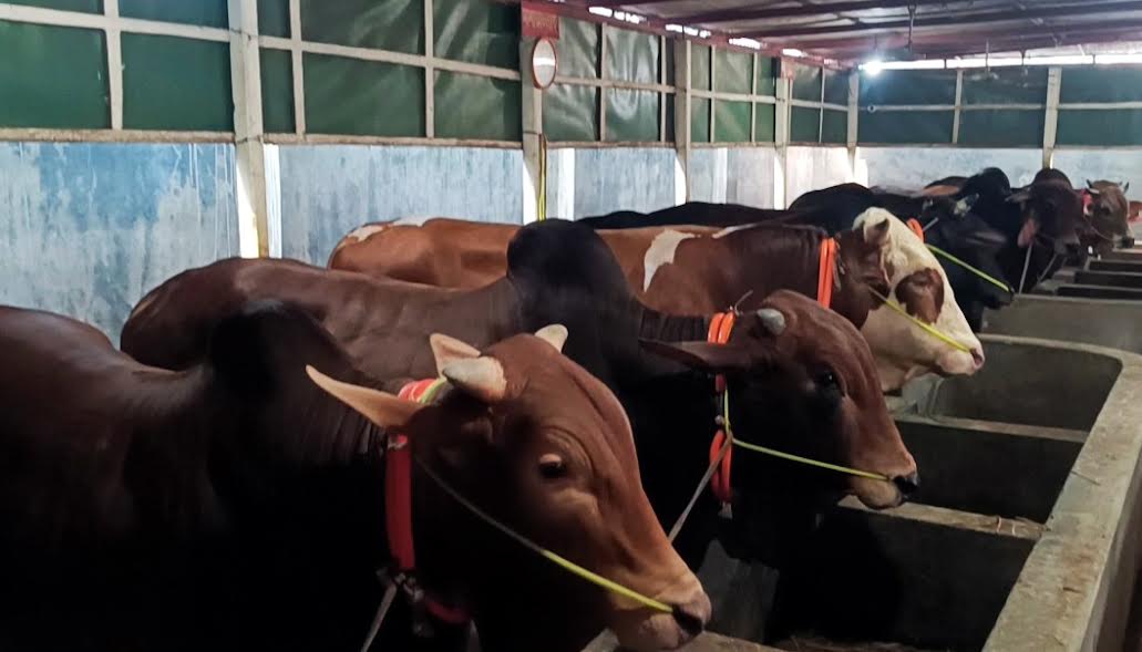 Cumilla has a surplus of sacrificial animals ahead of Eid-ul-Azha
