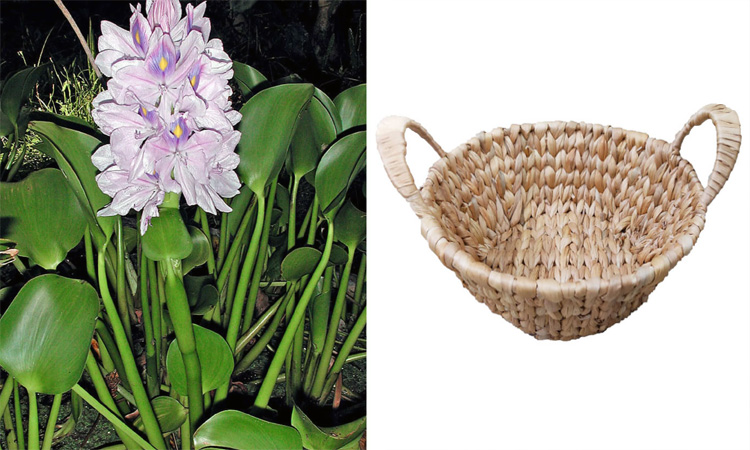 Water hyacinth products transform lives of rural women