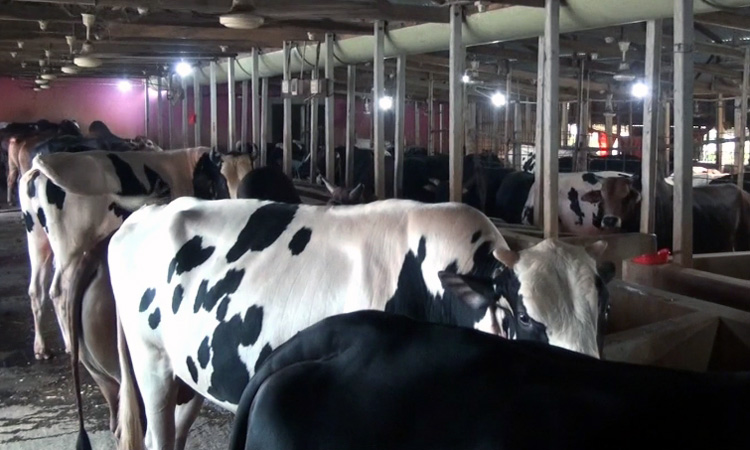 More than 3 lakh surplus sacrificial animals ready in Sirajganj