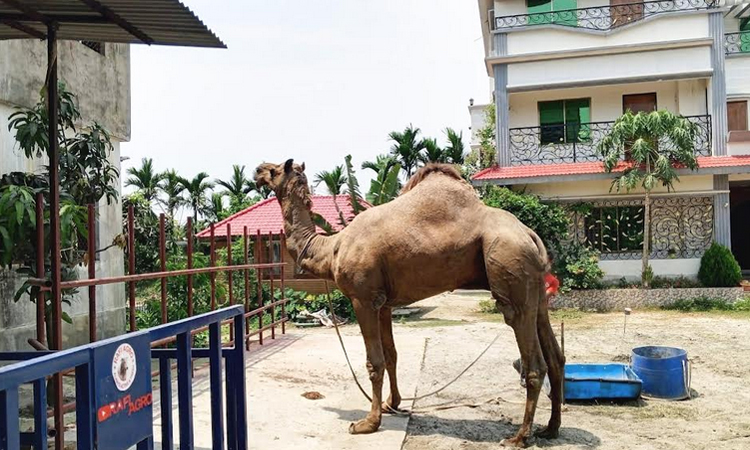 Rajasthan camel 'Sultan' draws crowds in Cumilla ahead of Eid-ul-Azha