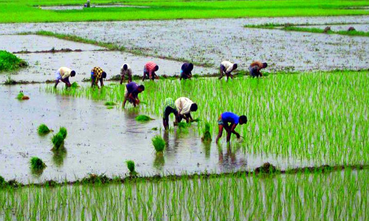 Govt sets monsoon crop production target with special focus on Aus and Aman