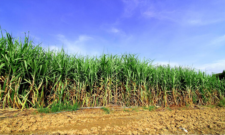 Natore sees rise in sugarcane, maize cultivation