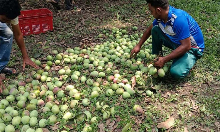 Mango harvesting begins in Rajshahi