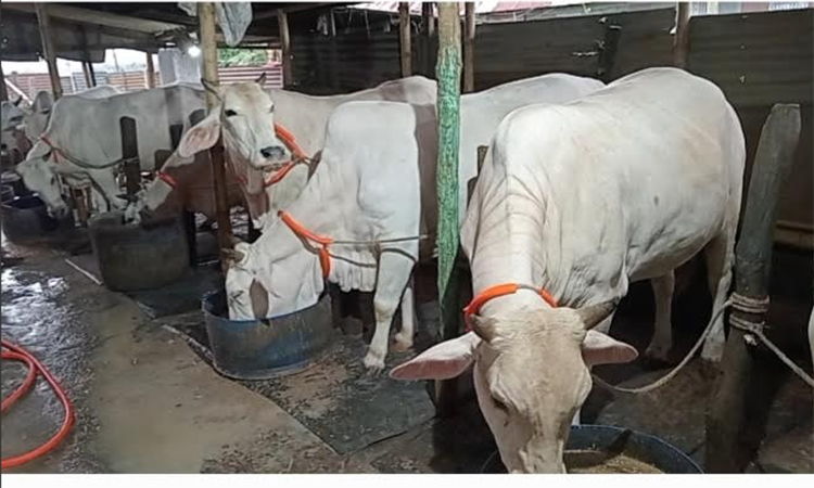 Mirkadim’s white cows keep 200-year-old tradition alive