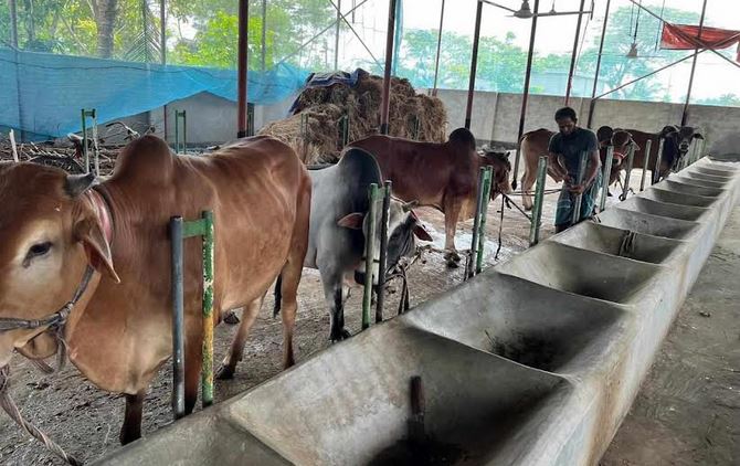 Experts suggests natural, scientific cattle fattening system 
