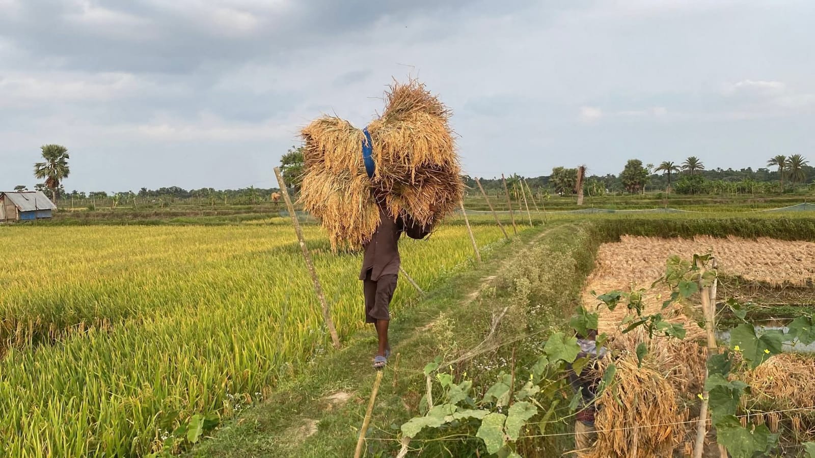 Boro paddy,rice collection begin in Fatikchhari 