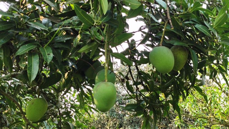C’nawabganj sets mango production target above 4.5 lakh metric tons
