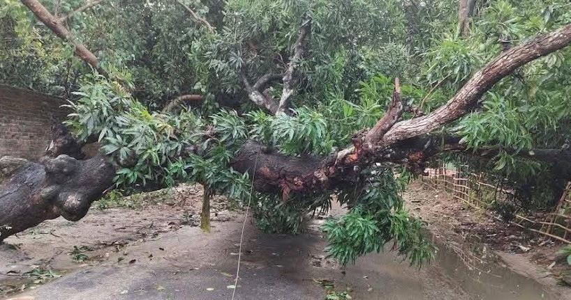Nor’wester causes widespread damage in Naogaon